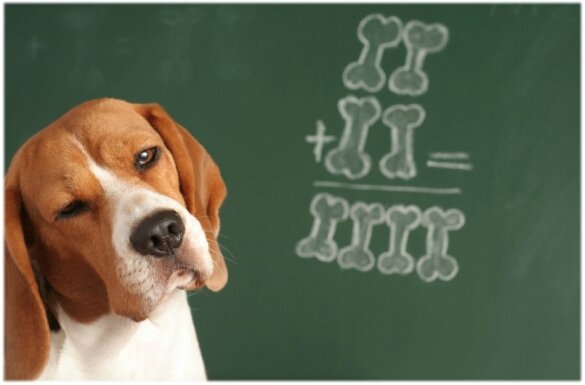 rentreeanimaux (5)