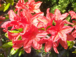 DSCN0177