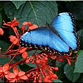 morpho-bleu-2