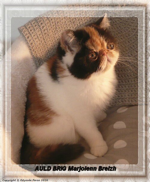 Elevage Et Vente Chats Persans Et Exotics Shorthairs De Hautes Lignees