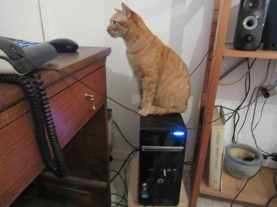 Comment Sappelle Le Chat En Vedette Sur Ce Blog Wordpress Comment S'appelle Le Chat En Vedette Sur Ce Blog - Communauté MCMS