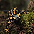 Salamandre tachetée, Salamandra salamandra