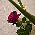 Les roses de jean-pierre et 24 heures photo