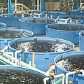  comment se lancer dans l'aquaculture 