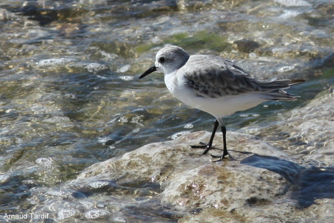 Les Oiseaux Du Bord De Mer Passion De Limage