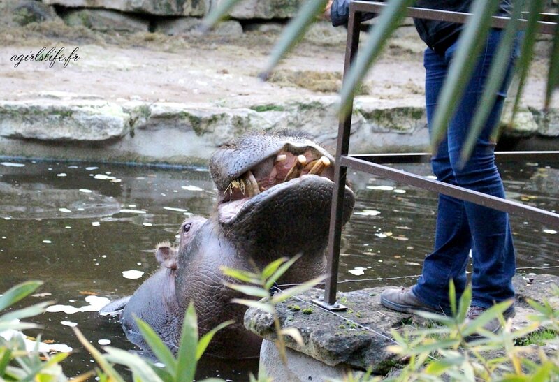 Amneville zoo 24