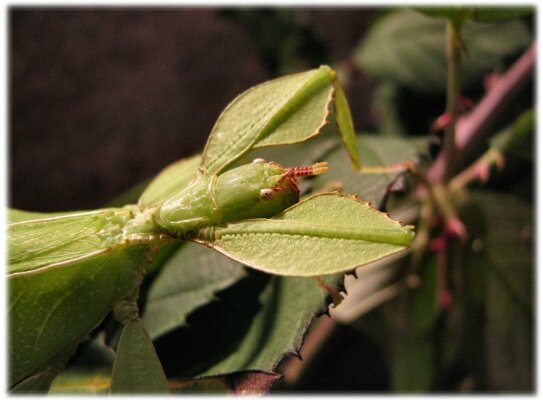 phasmefeuille (3)