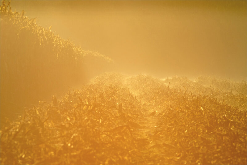 Roussille maïs coupé brume matin 161020