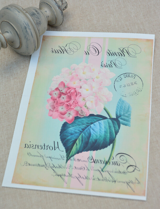 Carte postale hortensia rose