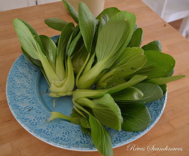 pak choi 6