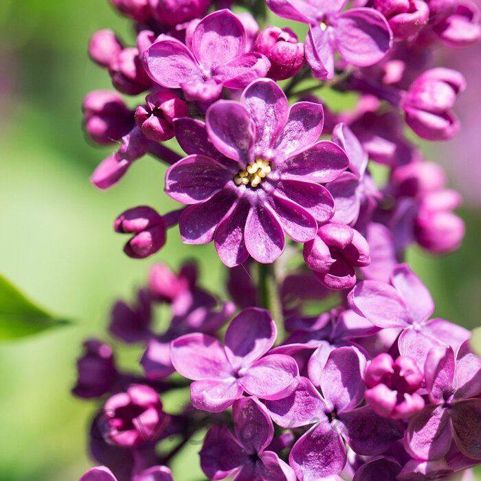 lilas15-06
