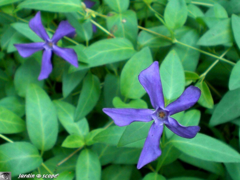 La petite pervenche et ses étoiles bleues - Le JardinOscope, toute la flore  et la faune de nos parcs et jardins