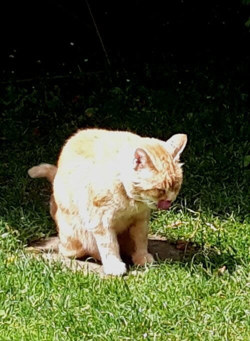 Mon Chat Se Gratte Et Devient Fou Moi, RouXy - Le Blog de Frimousse