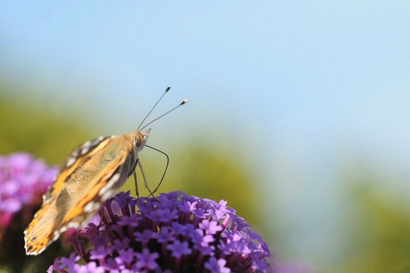 LA BELLE DAME Bretagnecotesdarmor