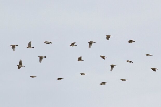 Nouveautés Photos Doiseaux