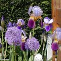 Iris 'Nigth édition' et Alium