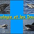 Éthologie et dauphin / thierry hoolans !...