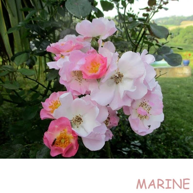 MARINE