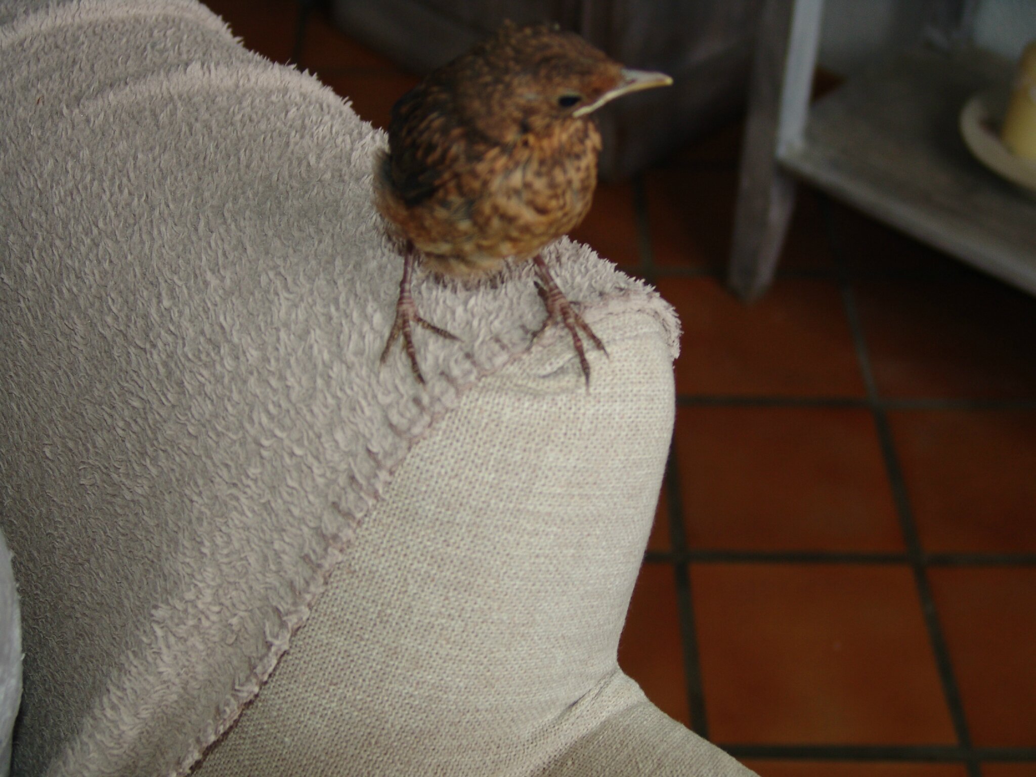 Il était Un Petit Oiseau Tomber Du Nid Le Temps D Avant