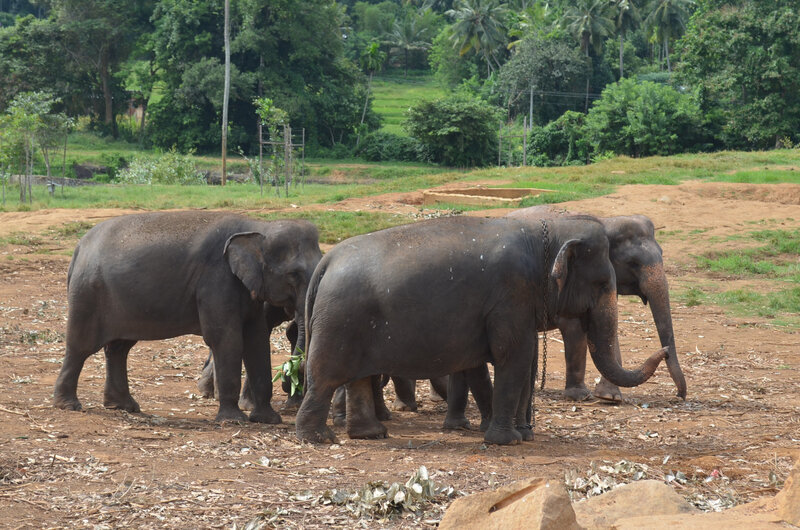 Orphelinat des éléphants 03
