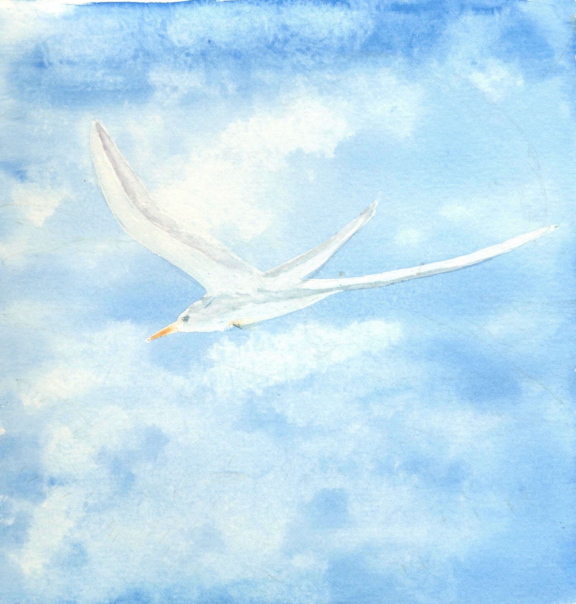 Page 14 Paille en queue Photo de ALma à Saint Leu L'art de Gi