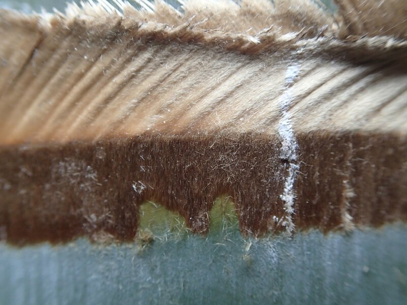 photo 12 - zoom sur les anneaux de poils bruns et blanchâtres sur les noeuds de D giganteus