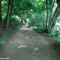 Sous bois toujours au bord du Loiret
