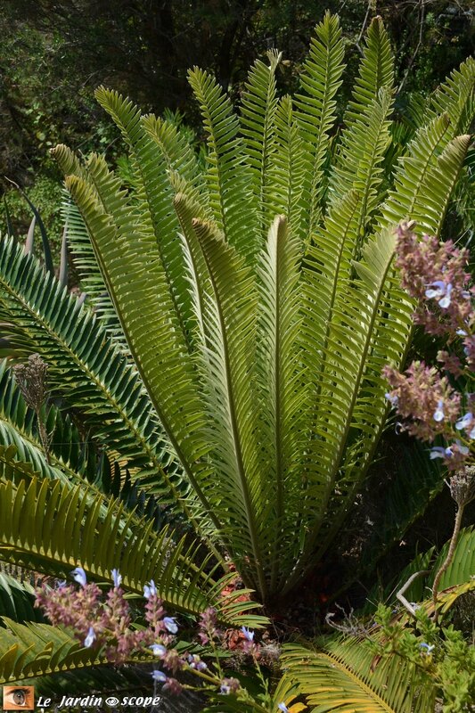 Encephalartos natalensis