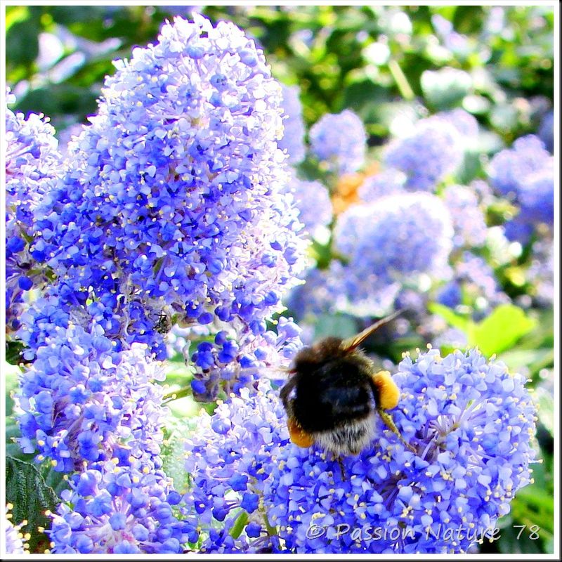 Les abeilles (4)