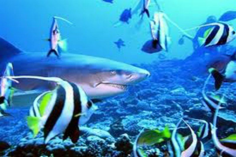 Requin Citron Photo De Bora Bora Partage De Scrap