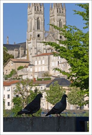 ville_pigeons_eglise