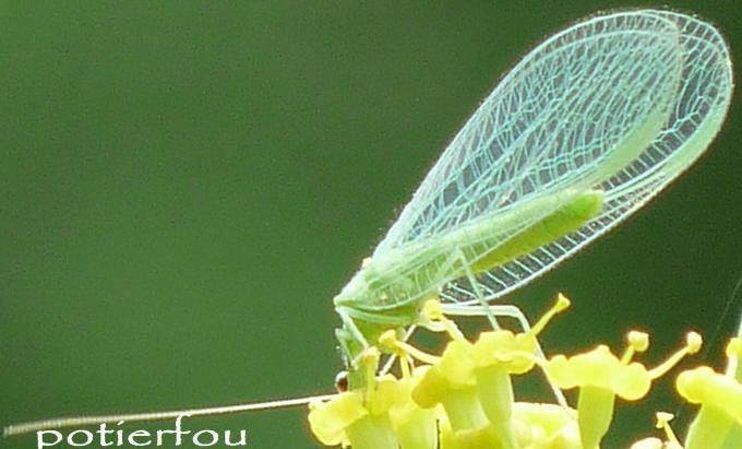 CHRYSOPE - celadon7old