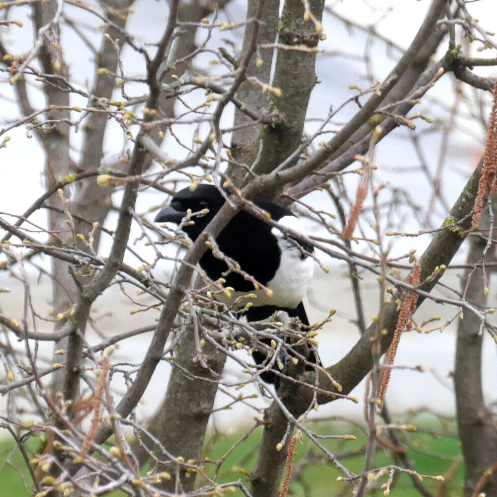 La Pie Bavarde Va Preparer Son Nid La Faune Au Fil Des Randos