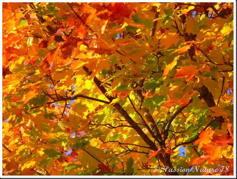 La forêt aux couleurs d'automne (5)