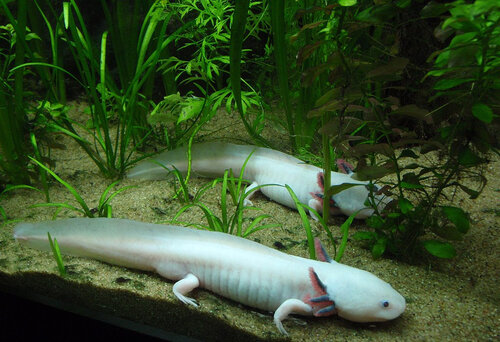 L'axolotl vit dans l'eau mais ce n'est pas un poisson