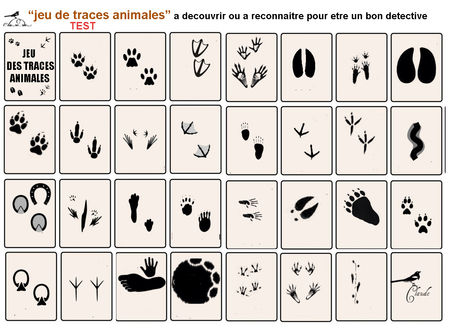 jeu_de_traces_animalieres_TEST
