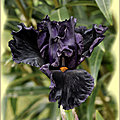 _DSC3905 Iris noir 1920