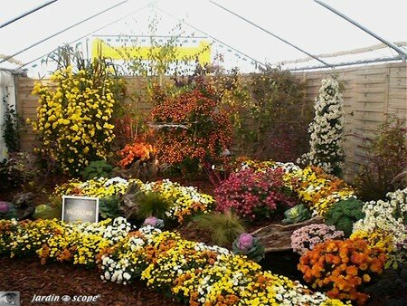 Chrysanthemes_15_Orleans