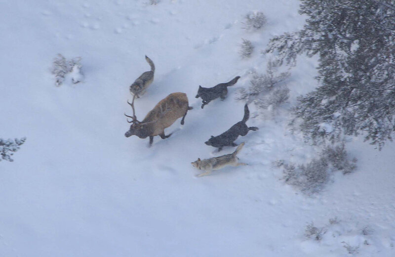 1280px-Wolves_and_elk