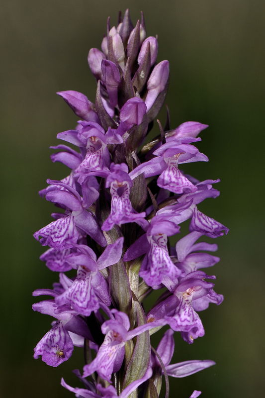 _DSC0010_Dactylorhiza_brennensis