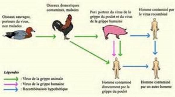grippe_aviaire_2e147