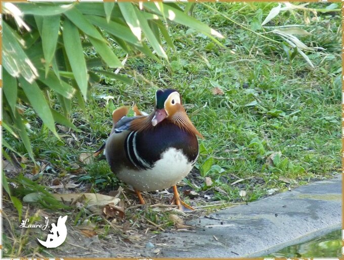 Avoir Un Canard Dans Son Jardin ♥ Une belle rencontre ; le canard mandarin ♥ - ♥ Mon jardin du Bonheur ♥
