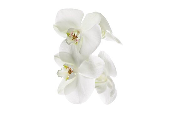orchidee