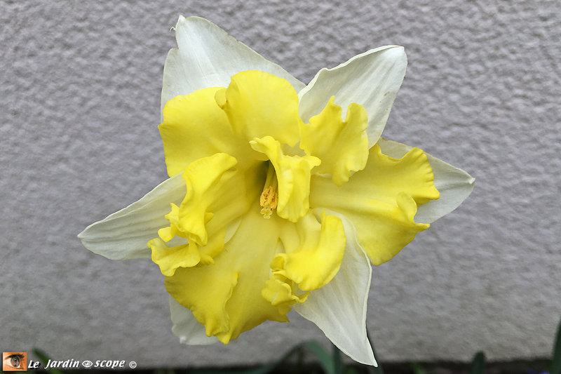 Narcisse-orchidée Belcanto