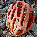 champignon : clathre rouge