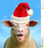 noel mouton