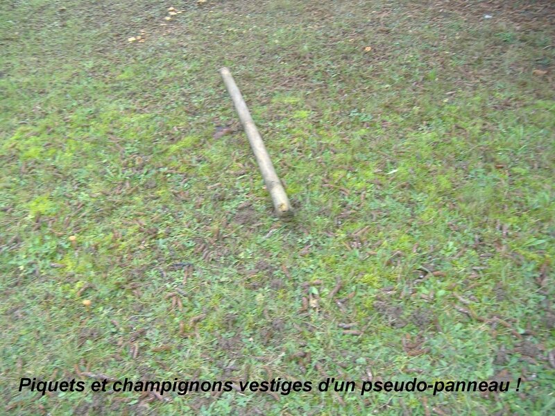 DSCF0677