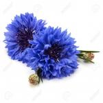 70349807-bleu-fleur-de-bleuet-ou-tête-de-fleur-de-bouton-célibataire-isolé-sur-la-découpe-de-fond-blanc