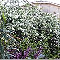 Dans le jardin