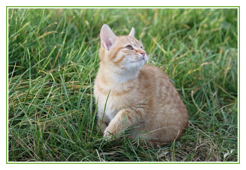 Chat_2010_11_01_1387_GF